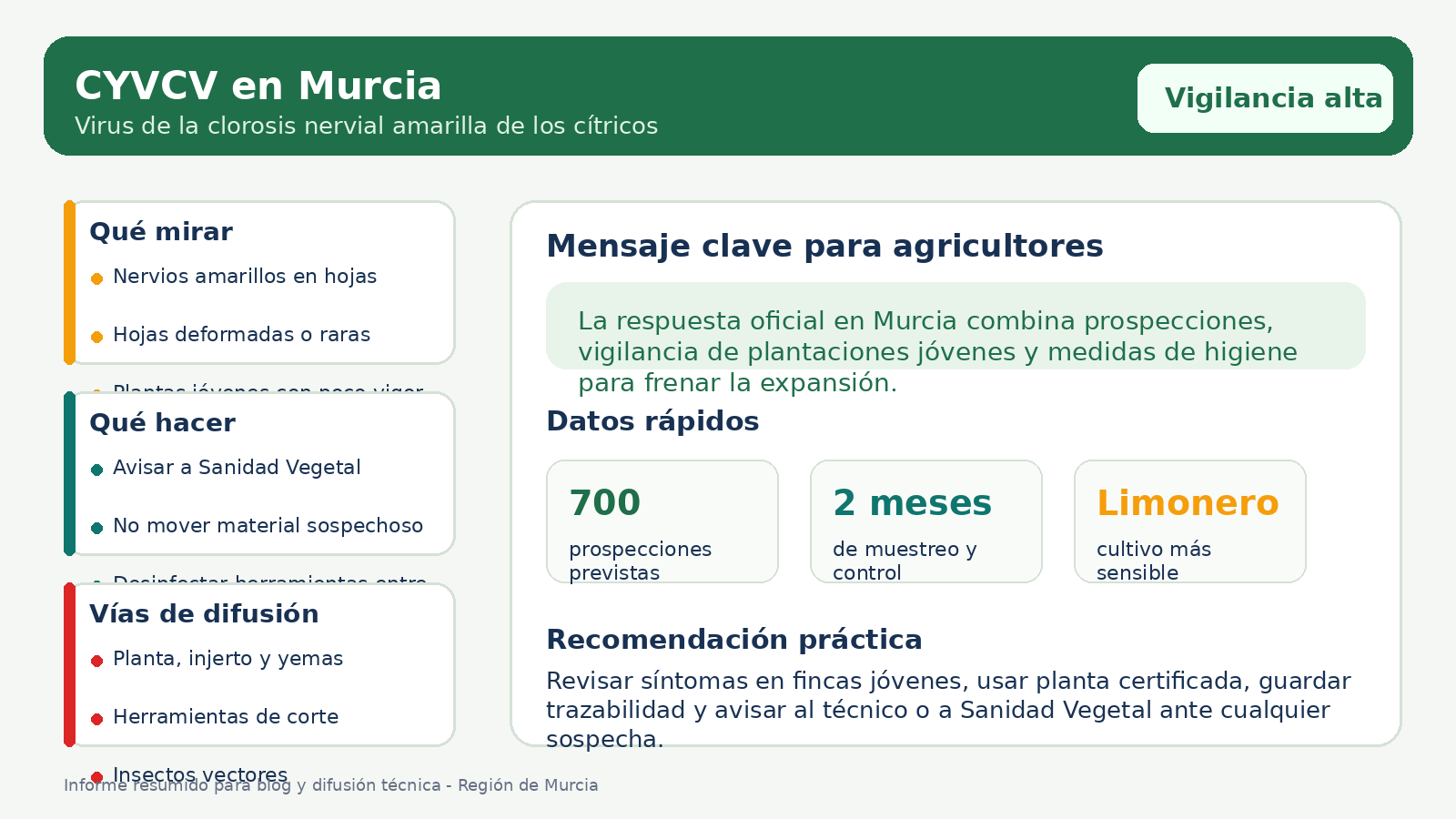 Infografía resumida sobre el virus de la clorosis nervial amarilla de los cítricos en Murcia