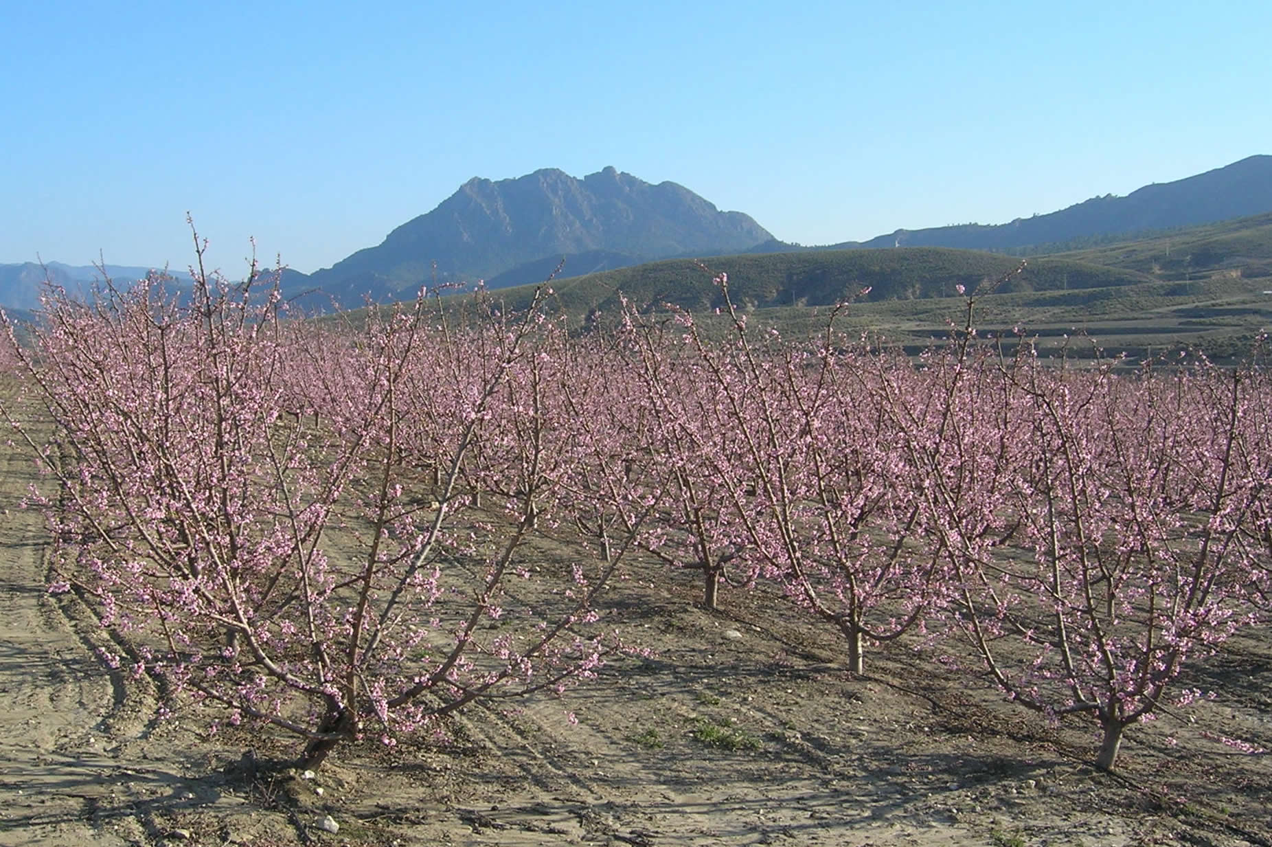 Melocotoneros en flor con el monte Almorchón al fondo, Cieza (Murcia).